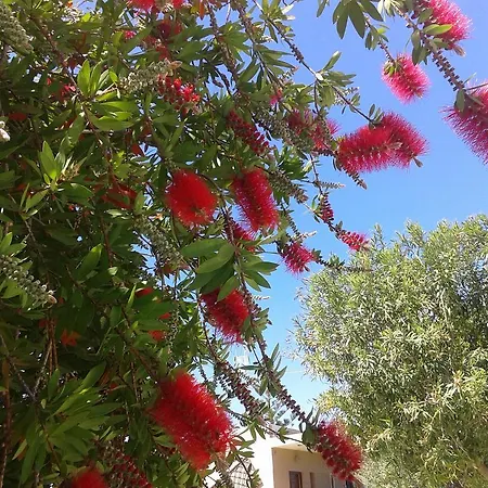 Aggelos Kefalonia Lassi *