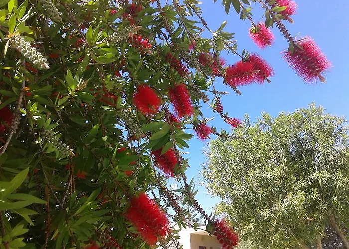 Aggelos Kefalonia Lassi *
